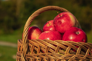 Wicker basket with ripe autumn red apples on a blurred green background.