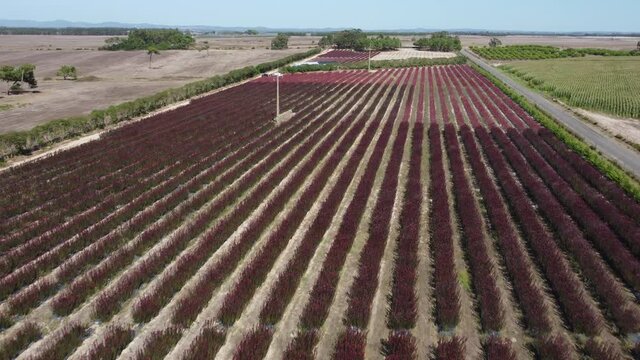 Plantation Of Conebush Shrub Plants Under The Sunlight In Portugal. wide aerial