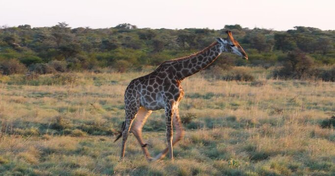 view of a giraffe walking alone in the bush, Africa, Botswana, 