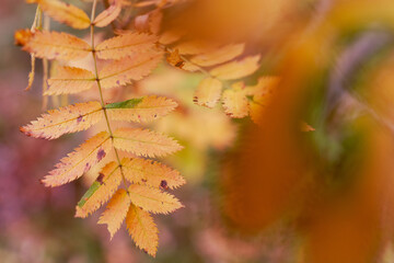 rowan leaves in autumn