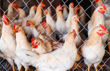 Young chickens and roosters standing behind a fence on the farm. Poultry of different colors walk in large numbers indoors.