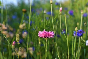 flowers in the field