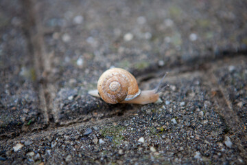 Snail on the sidewalk
