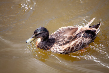 Duck on the lake