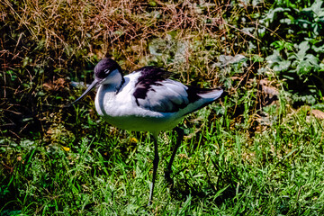 Fototapeta premium Pied avocet (Recurvirostra avosetta) - large black and white wader 