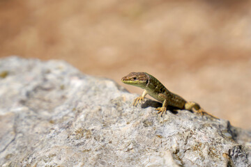 Horvath's rock lizard (Iberolacerta horvathi) on a rock on the island of Krk in Croatia