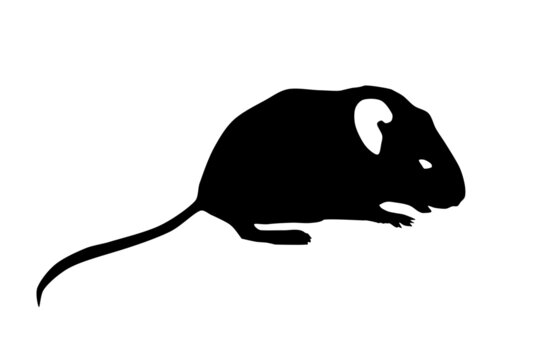 Mouse animal icon isolated on a white background