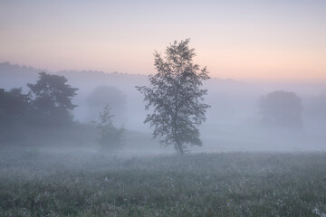 Fototapeta na wymiar birch tree in dense fog at dawn