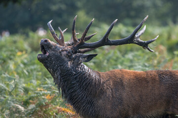 Red Stag roaring