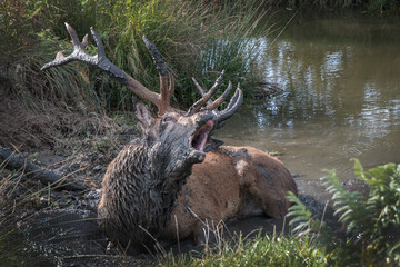 Wallow in mud