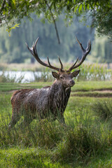 Stag after mud bath