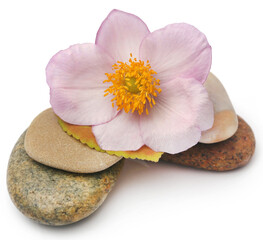 Fototapeta na wymiar Stone with flower
