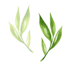 Green leaves watercolour as design element. Hand drawn style. Isolated on white background