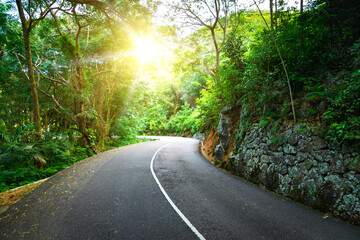 Beautiful asphalt road in palm jungle.