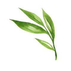 Fototapeta premium Green leaves watercolour as design element. Hand drawn style. Isolated on white background