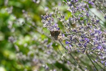 Mallow skipper (Carcharodus alceae) butterfly perched on lavender plant in Zurich, Switzerland