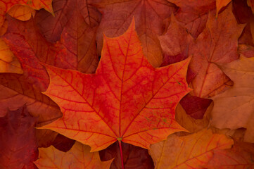 Naklejka na ściany i meble Colorful background of autumn leaves. A bright background image of fallen maple leaves.