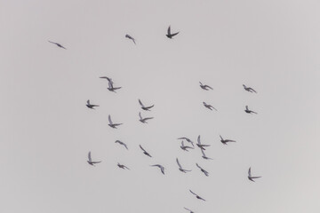 A flight of pigeons flying in the sunset lit sky
