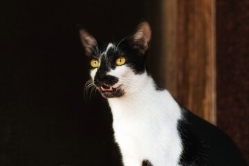 Cute Black and White Tuxedo Shorthair domestic cat that makes you wanna hug him