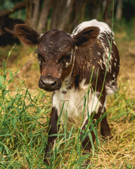 Small new calf learning to walk in the rural Alberta countryside