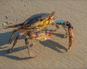 red crab on the beach