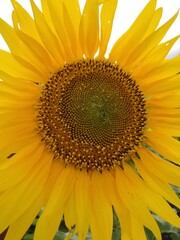 A closeup shot of sunflower with its stigma visible