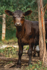 Close up of a brown calf in the rural Alberta countryside