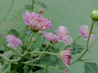 A close up shot of bunch of pink Aster flowers typically grown in household gardens