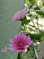 A close up shot of bunch of pink Aster flowers typically grown in household gardens