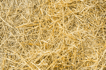 Golden yellow straw dried to perfection.