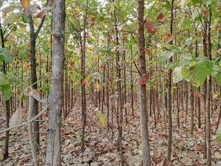 Timber farming in South Indian land for commercial purpose