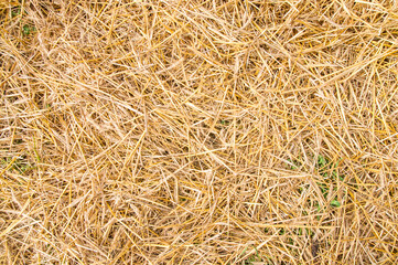 Golden yellow straw dried to perfection.