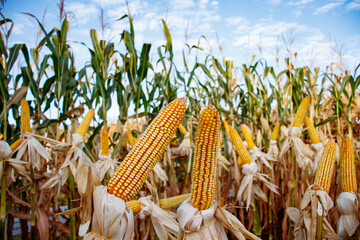 Espiga e lavoura de Milho no campo