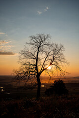 An old tree without foliage in the middle of a field in the setting sun. A light haze covers the entire field.