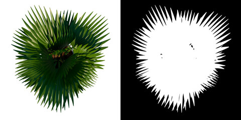 Front view of Plant (Pot with Fan Palm 1) Tree white background 3D Rendering Ilustracion 3D