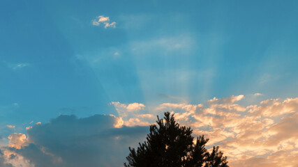 The sun's rays break through the clouds in the sky. Autumn, evening, cloudy. In the center is the top of a pine tree.