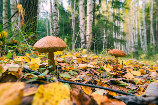 Leccinum scabrum mushrooms in the autumn forest.