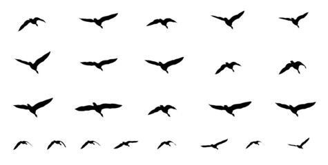 Flock of cranes isolated on white background. Bird wedge.