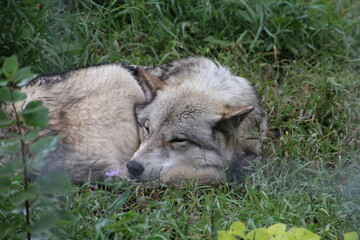 Fototapeta premium Sleeping Wolfdog, Yamnuska Wolfdog Sanctuary, Alberta