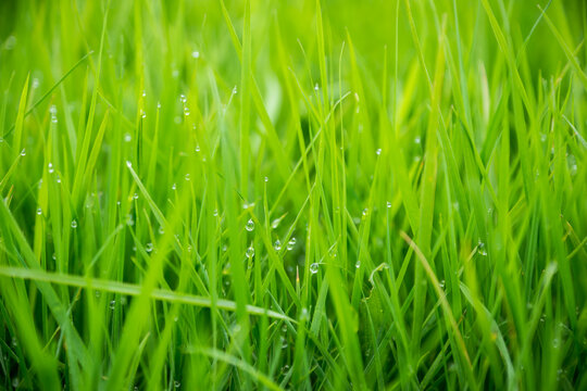 Meadow green lush grass. Closeup.