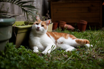 beautiful white and ginger tabby cat enjoying a sunny day in the garden - 459324352