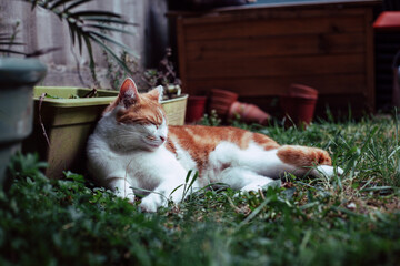 beautiful white and ginger tabby cat enjoying a sunny day in the garden - 459324357