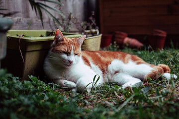 beautiful white and ginger tabby cat enjoying a sunny day in the garden - 459324389
