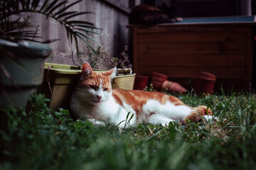 beautiful white and ginger tabby cat enjoying a sunny day in the garden - 459324394