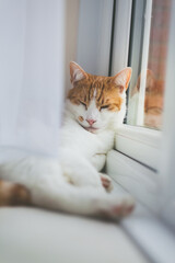 pretty white and ginger cat sleeping peacefully on the windowsill - 459324511