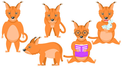Obraz premium Set Abstract Collection Flat Cartoon Different Animal Caracals Stand, Eating A Rabbit, Reading A Book Vector Design Style Elements Fauna Wildlife