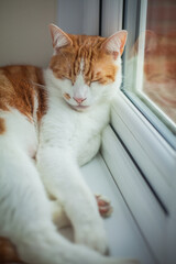 pretty white and ginger cat sleeping peacefully on the windowsill - 459324531
