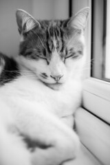 pretty white and ginger cat sleeping peacefully on the windowsill - 459324545
