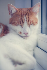 pretty white and ginger cat sleeping peacefully on the windowsill - 459324557