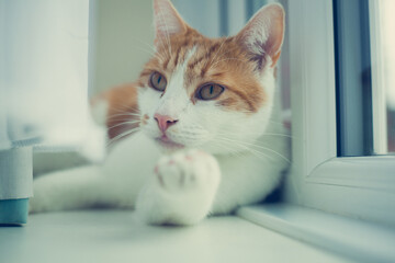 pretty white and ginger cat sleeping peacefully on the windowsill - 459324568